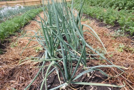 ������� ��������, ��������� �������� ������