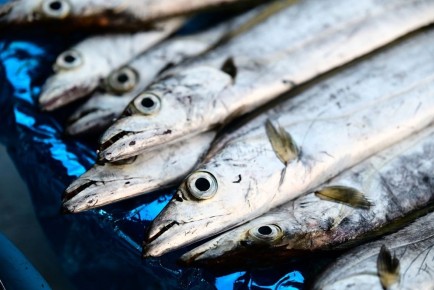 ������������� �������� �����: ����� ����������� ��� ������ �������