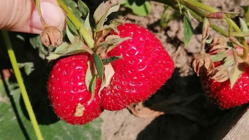 Как возвращение к привычным методам подкормки клубники ведет к радикальному улучшению урожая