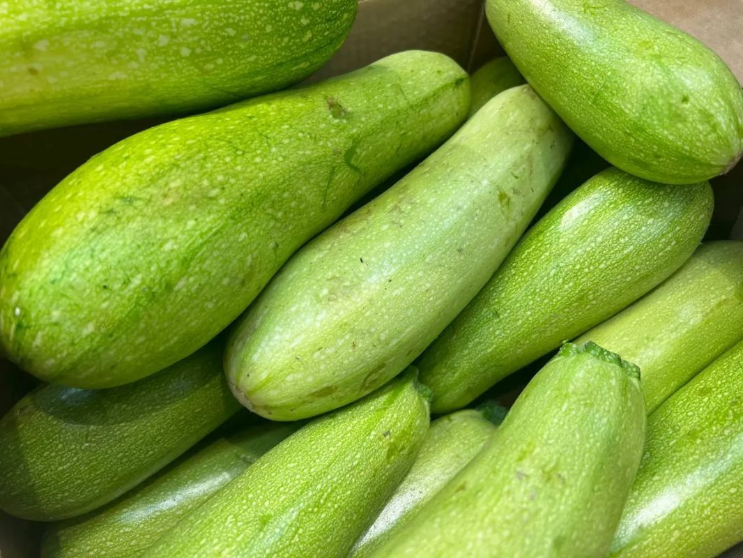 Кабачки для кур: как осенний урожай улучшает здоровье и продуктивность ваших птиц