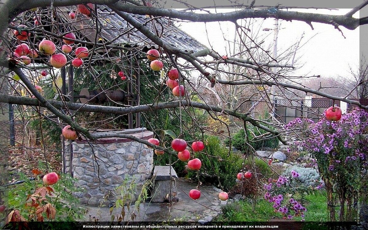 Как подготовить осенний сад: ключевые советы для начинающих дачников