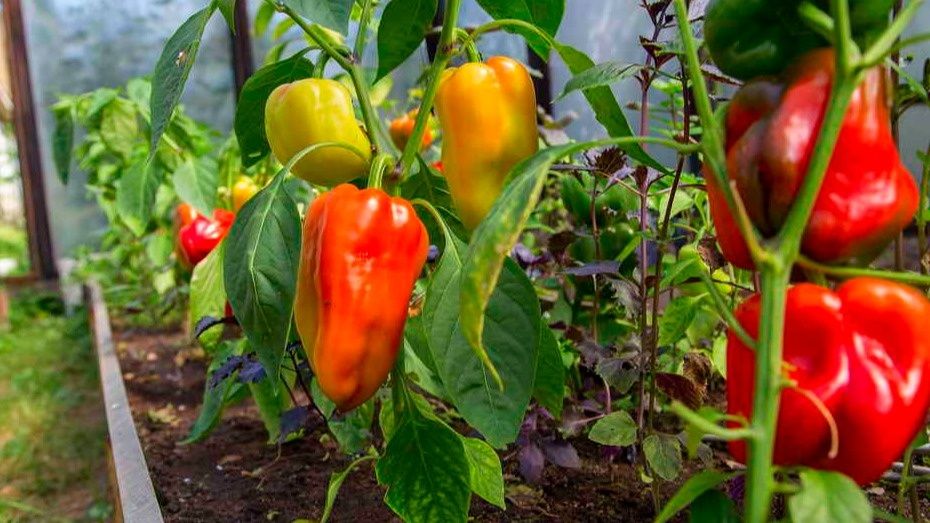 Проверенные секреты для богатого урожая сладкого перца: как обойтись без химии