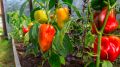 Проверенные секреты для богатого урожая сладкого перца: как обойтись без химии