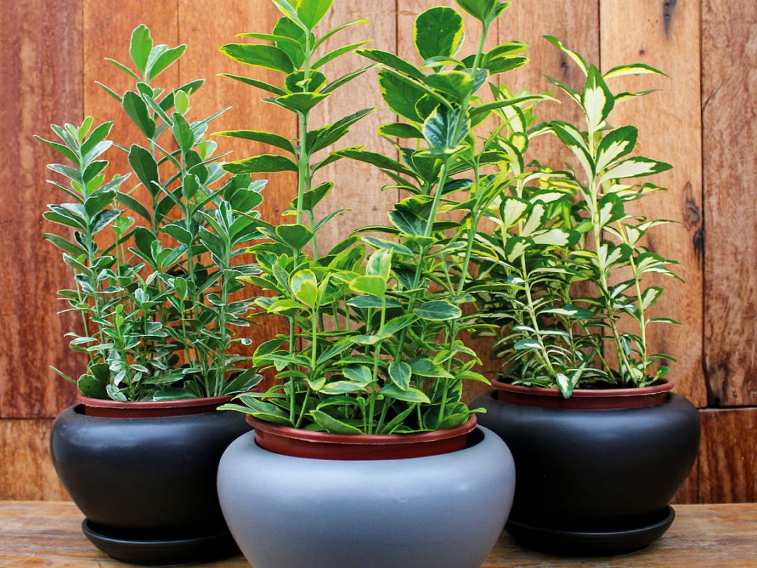 ���������: ��������� ��������� �������� ��� ������ ���������