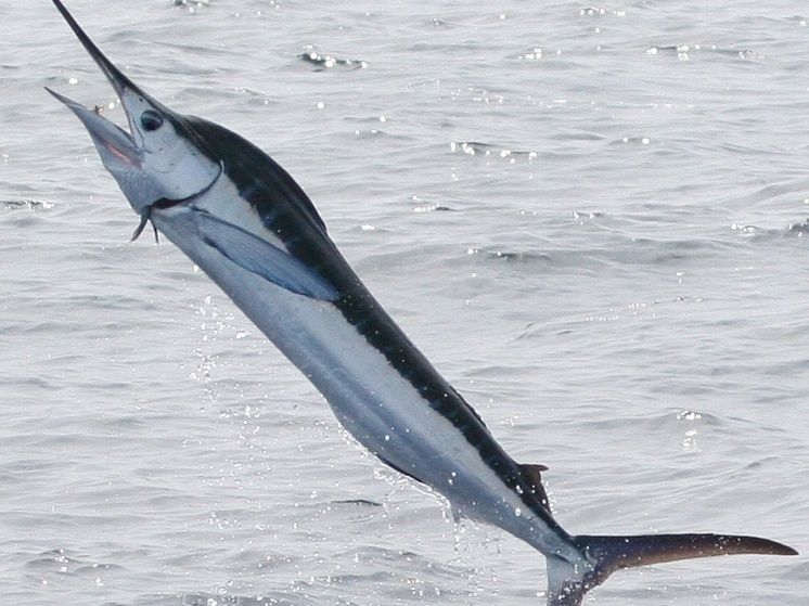 Рыболовы празднуют успех: трехметровый марлин может принести рекордные призы