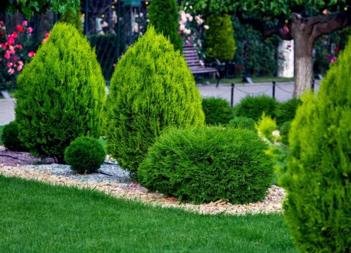 Зимостойкие лианы: как украсить сад даже в морозы