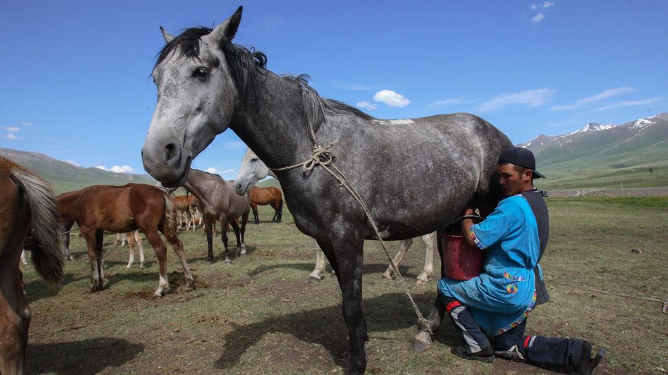 Кумыс и айран: Как традиционные напитки завоевывают сердца россиян