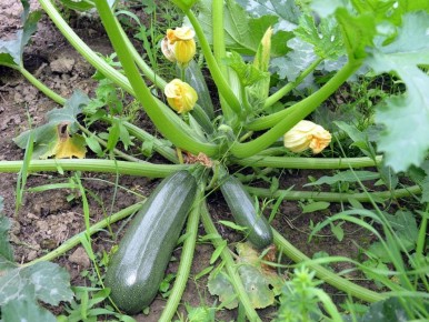 ��� ��������� ���� ������ ������� ���� ��� �������