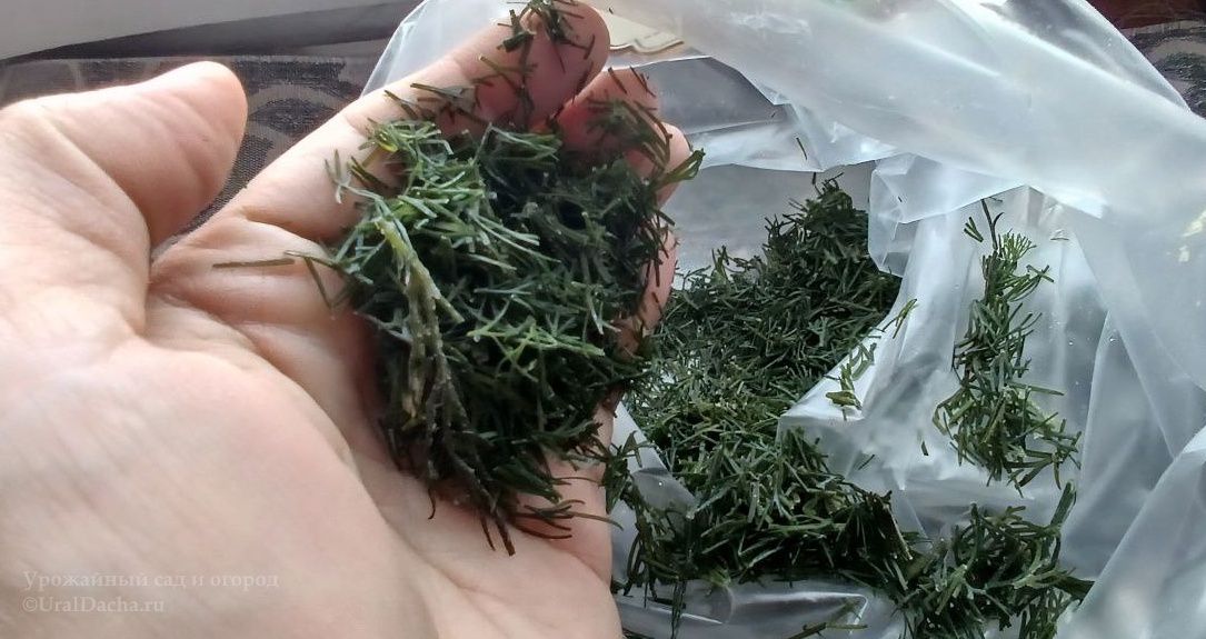 Тайны заморозки укропа: как сохранить аромат и вкус на зиму