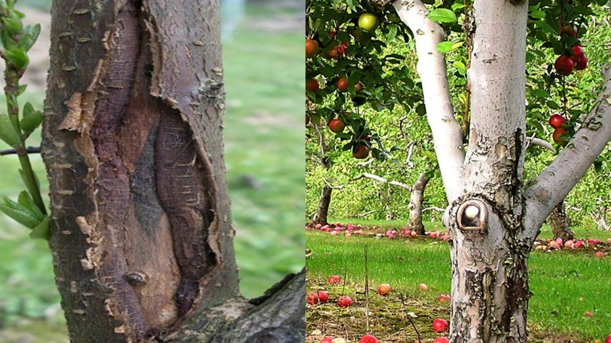 Как правильно использовать железный купорос для защиты сада: секреты успешного разведения