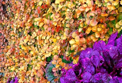 Золотой ковер в вашем саду: вербейник ауреа