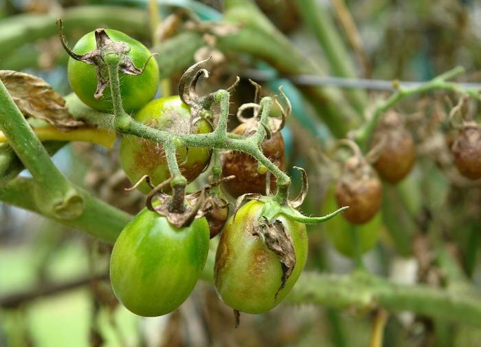 Как с пользой утилизировать поражённые томаты: пути для дачников