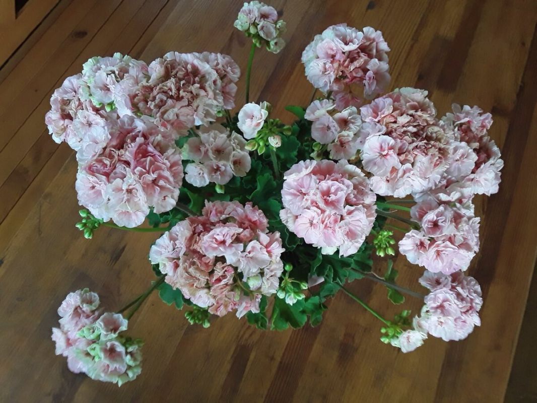 Изменения в жизни и дачное увлечение