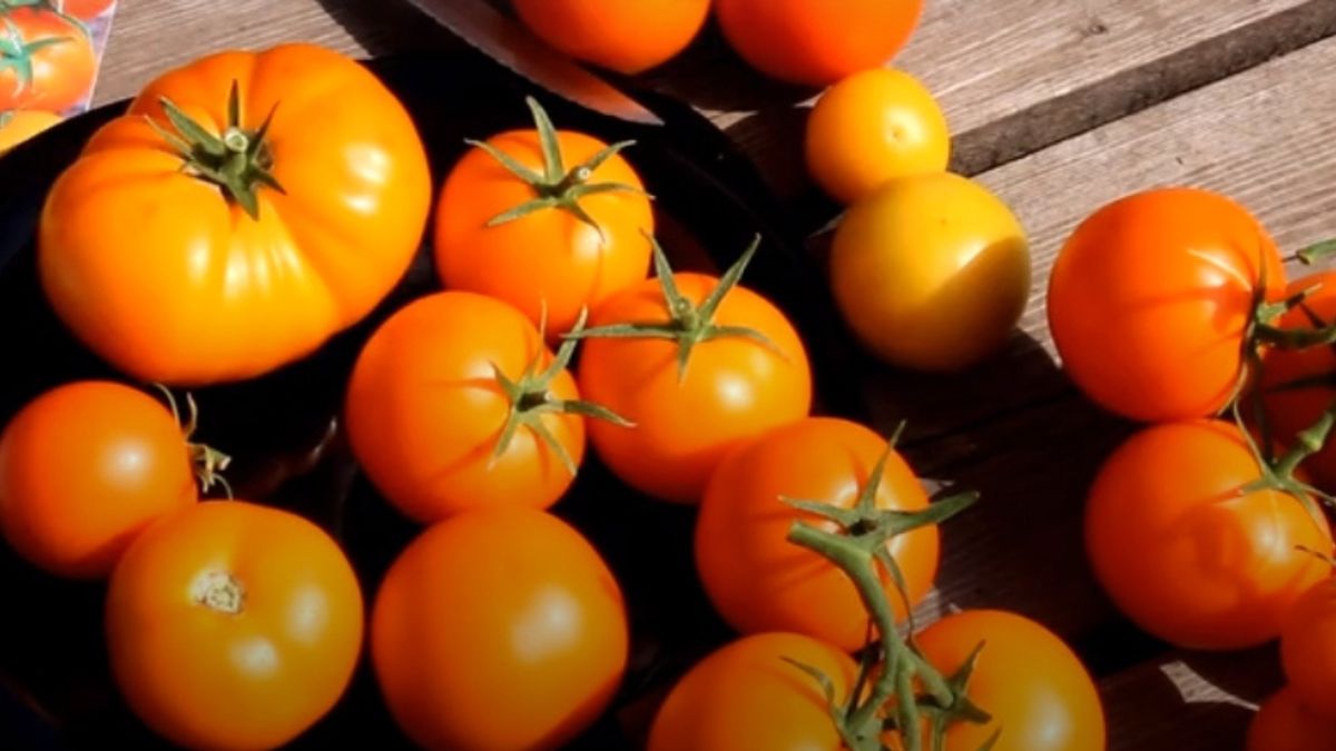 ���������� ��������� ���������������� ������ ��� ������ ������������� �������