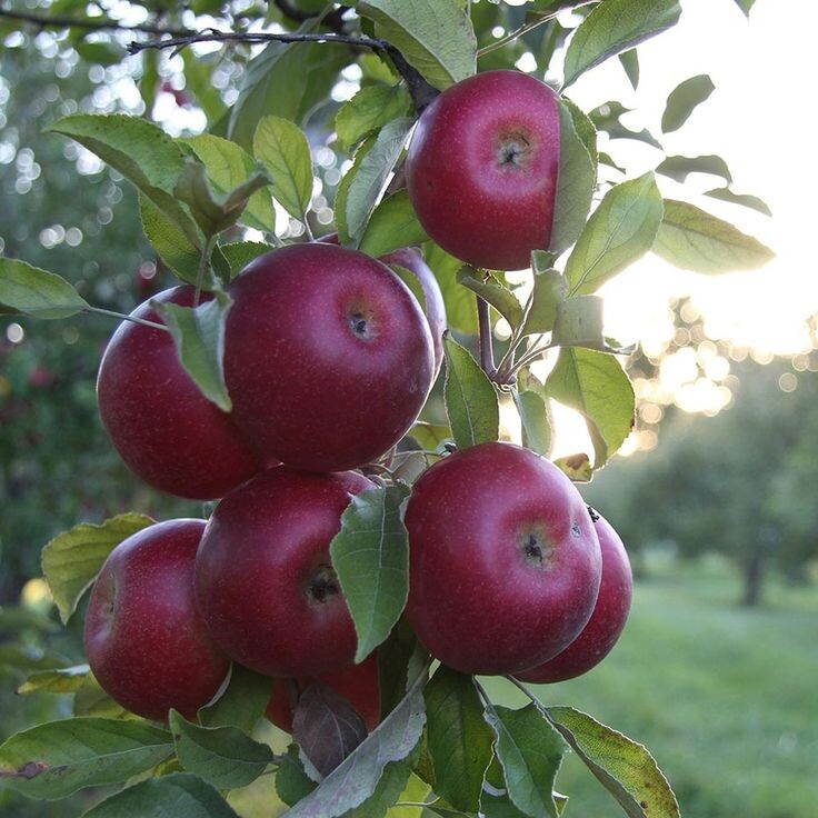 Как осеннее удобрение делает яблоневый сад здоровее и плодовитее