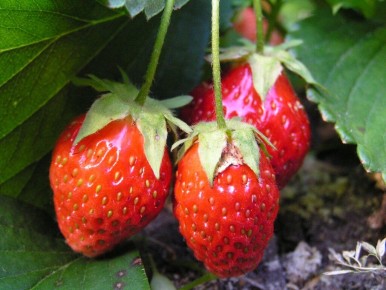 ��� ������������� �������� �������� ������� �������� � �������: ����������� � ������� ����������