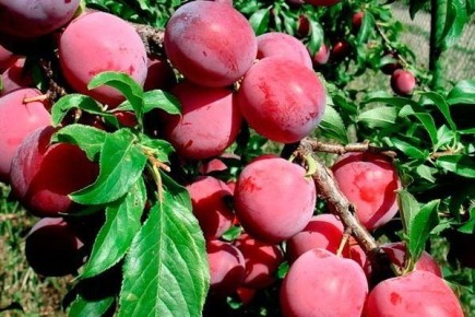 ��� ����� �������� �������� ���������: ������� ����� � ������ �� �����������