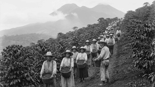 Кофе и капитализм: неочевидные связи