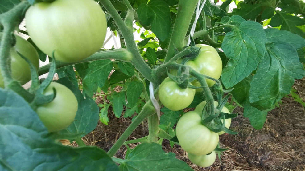 Бабушкин метод обрезки листьев: секрет устойчивого урожая помидоров в условиях жары