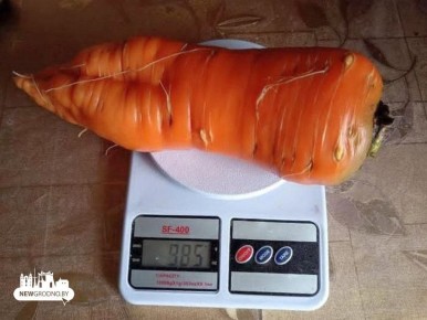 � ����������� ������� ��������� ��������� ������� ����� 985 �������