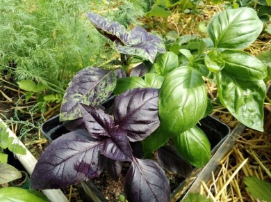 ��� �������� ������ ������ �� ����� ���� ������