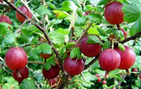 Как вырастить сладкий и крупный крыжовник без хлопот