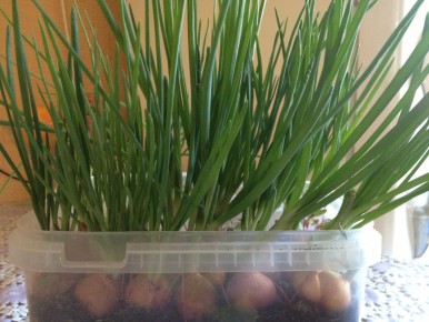 Огород в квартире: новые растения и советы