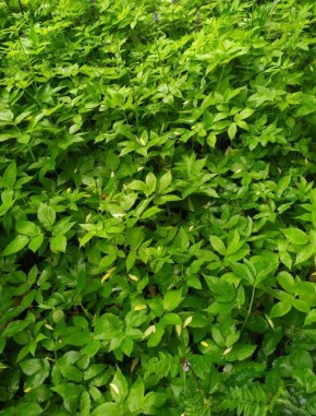 Сныть: забытный источник здоровья и питательных веществ