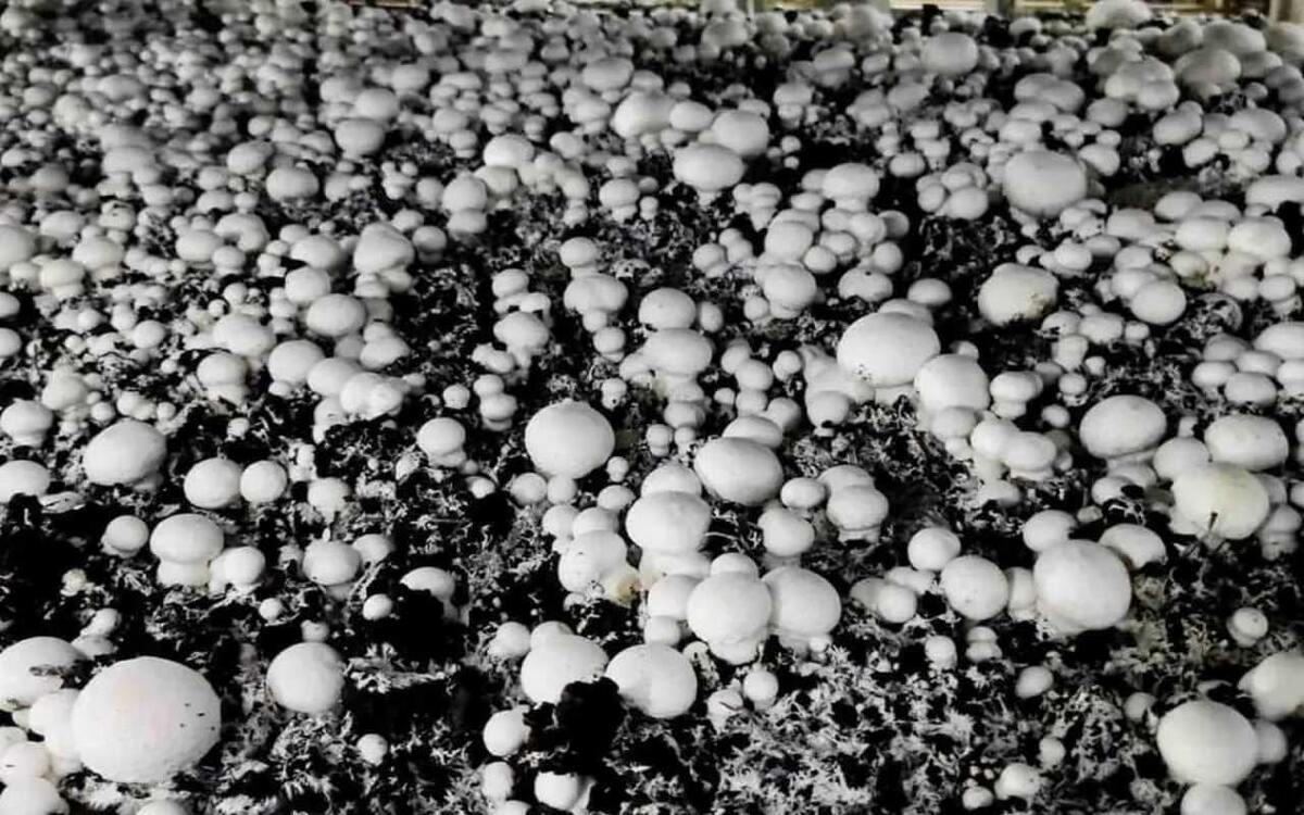 Новые торги по продаже «Грибов Белогорья»: стартовая цена снижается до 180,5 млн рублей