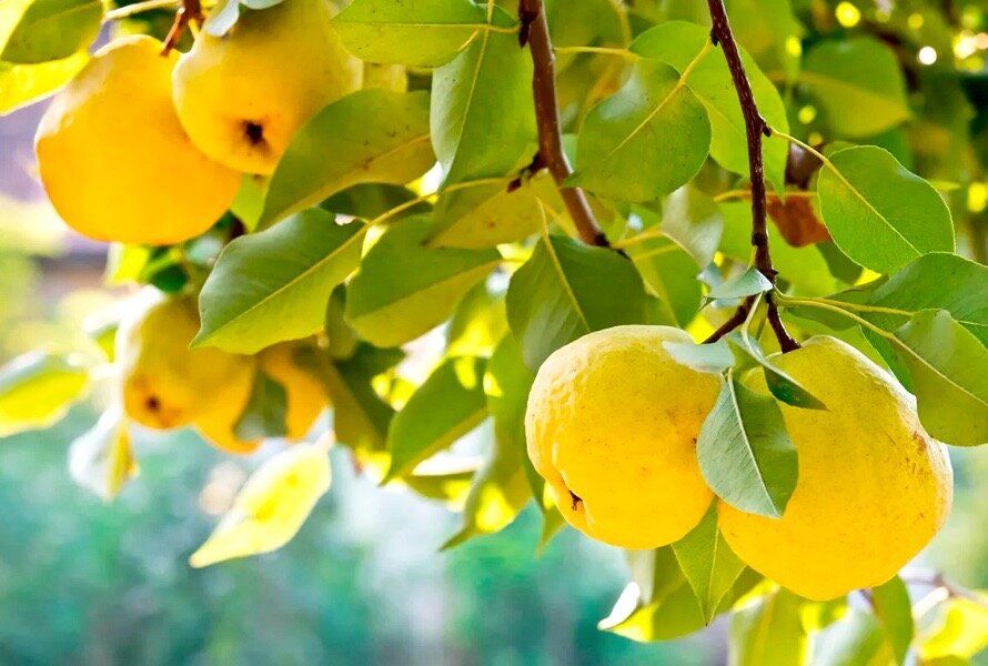 ��������� ������� �� ����: �������� ������� � �������