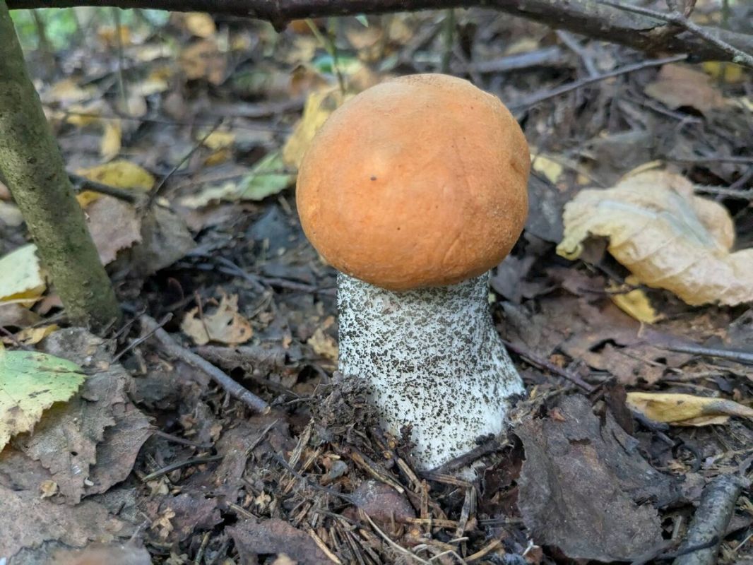 ������� ��������: ��� �������� ������� � ���� ������?