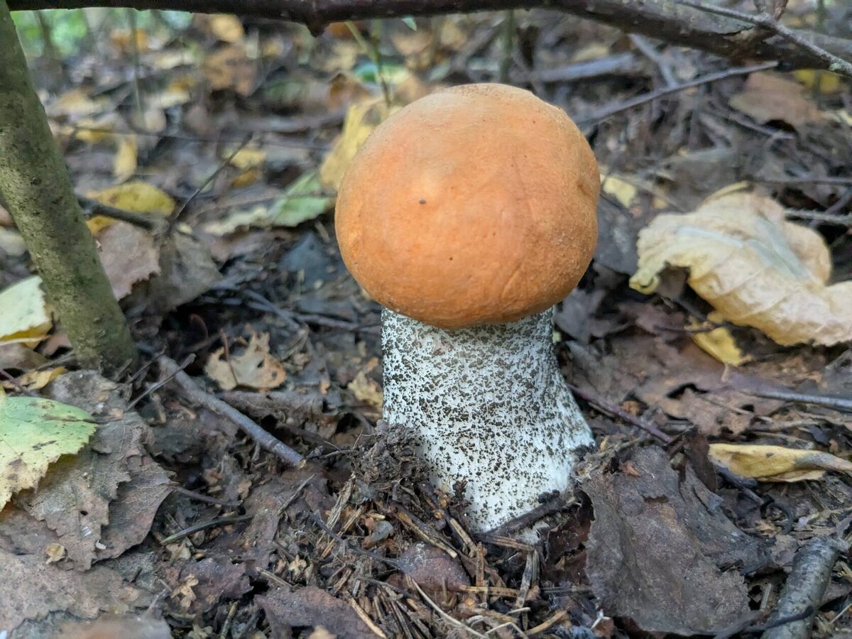 Грибной сентябрь: что приносит природа в этом сезоне?