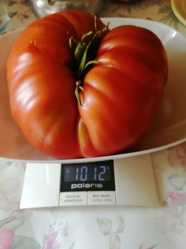 ������� ���������� ���������: ��� � ��������� ������ �� ����������