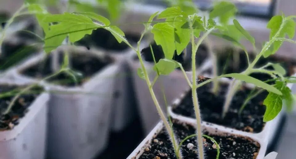 ������� ��������� ����������� ���������: ��� �������� � ����� ��� �������� ������