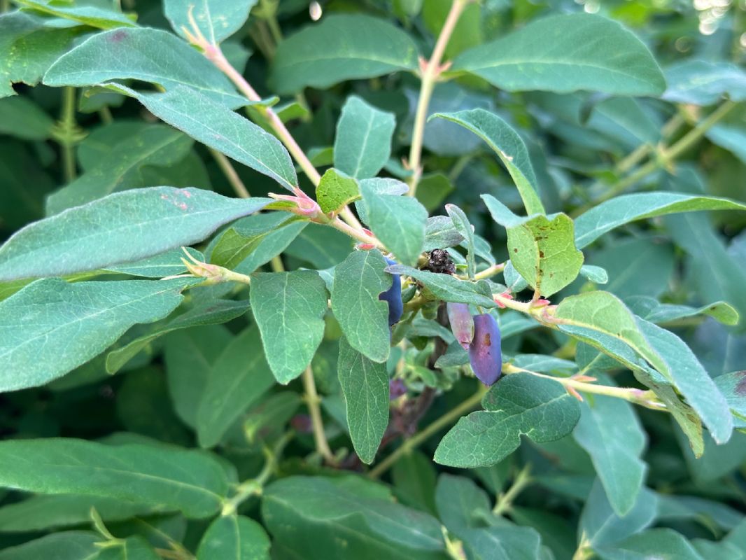 ���������: ������� ������������� ������ ������ �����