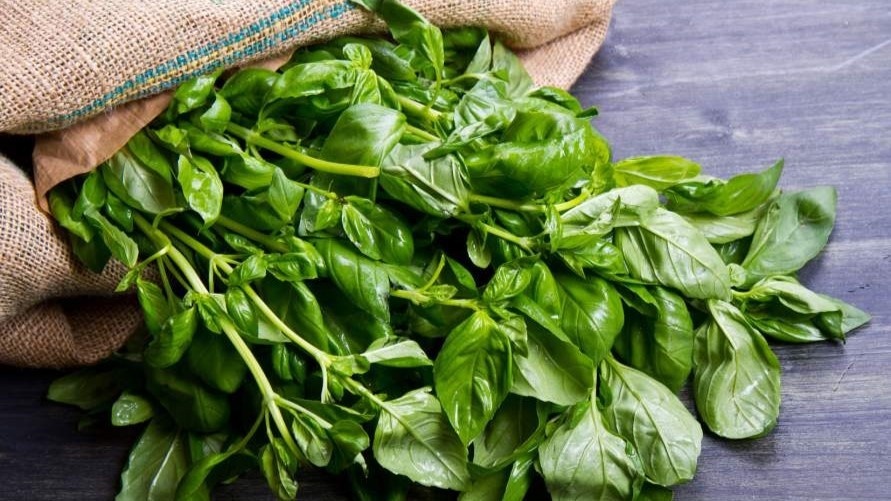 Базилик: король пряностей и его удивительные свойства