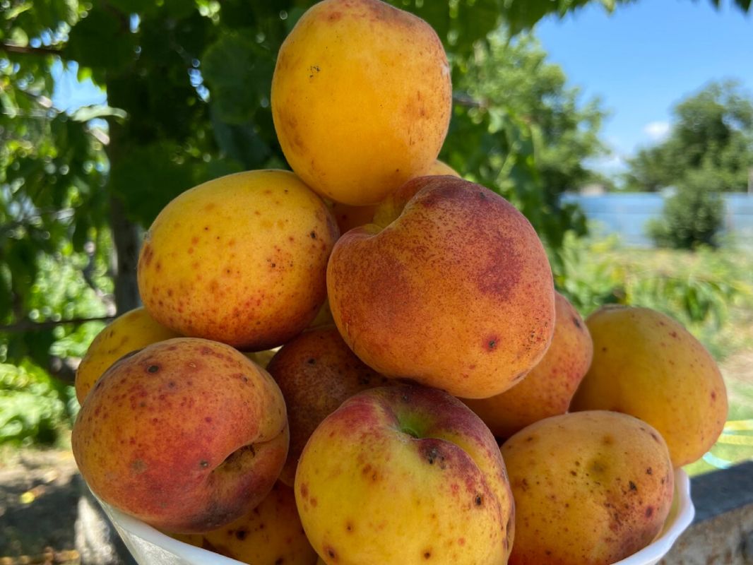 ������������ ����� � ����������: ��������� ������ �� �������� ��������