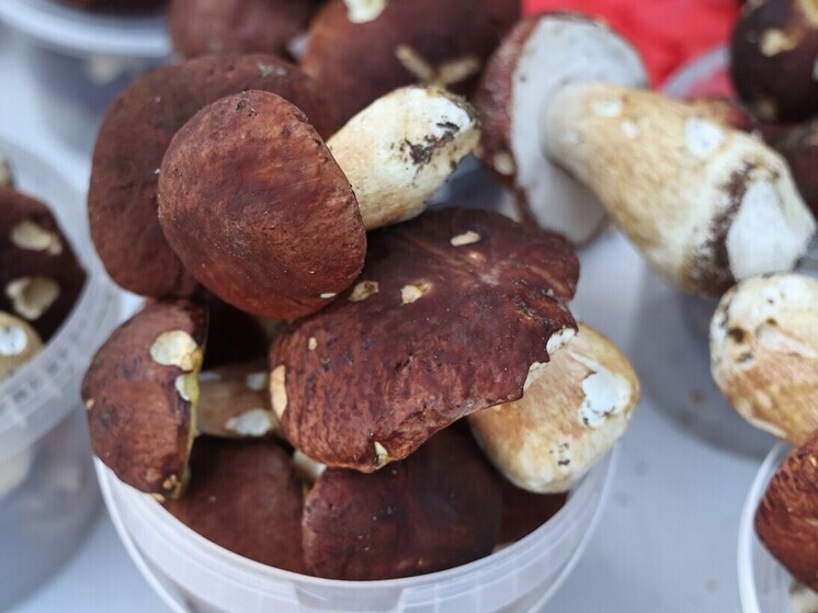 Воскресший грибной сезон на Южном Урале: неожиданные находки в декабре