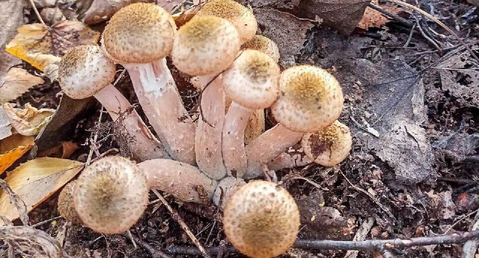 Грибная осень: поздние находки и лучшие рецепты для гурманов