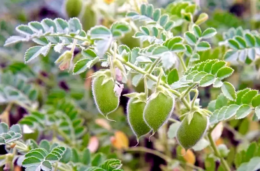 Чечевица: полезный и универсальный ингредиент для ваших блюд