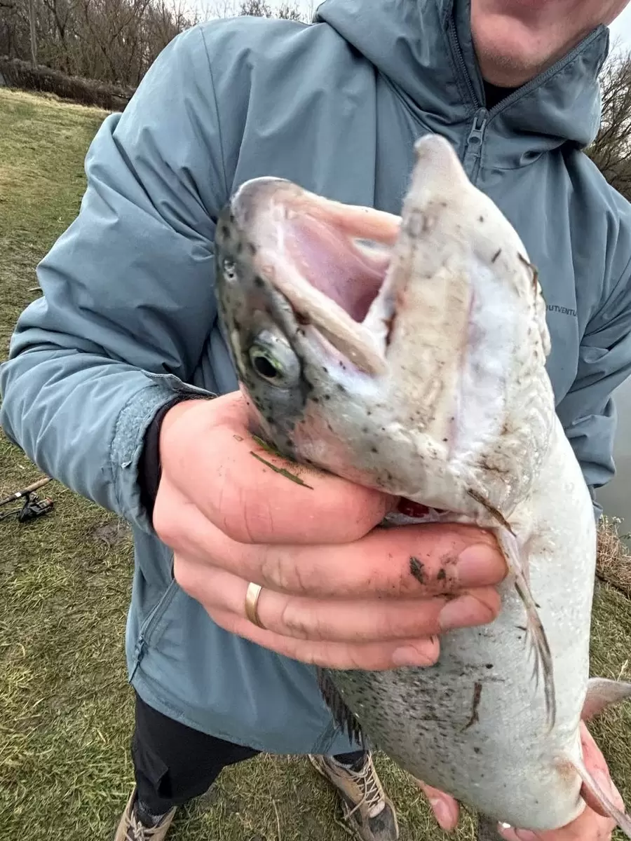 Удачный выезд на рыбалку: форель ловится в изобилии