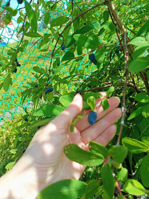 �������� ����: ��� ����������� ������ ��������� ���� � �������� ����