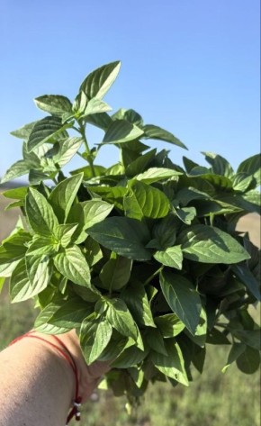 ������� � �����: ��� ������ ������ �������� ������ ��������