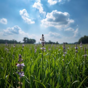 Иван-чай: тайный суперфуд, который не знает границ