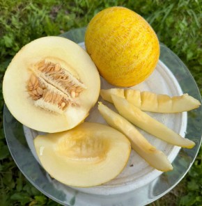 Дыня 'Злато Скифов': удивительный опыт подмосковного огородника