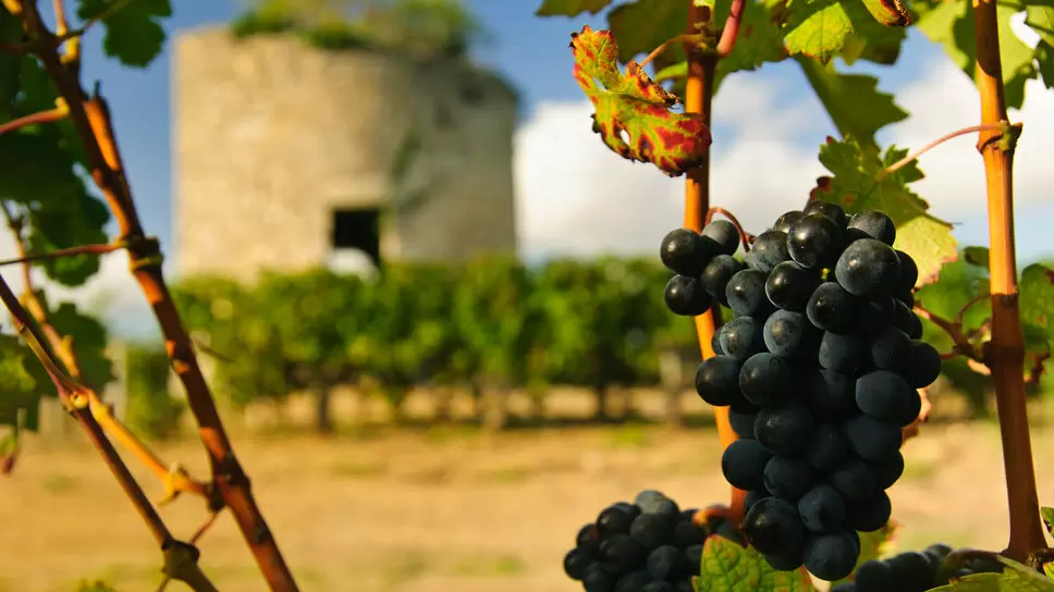 Как меняется Бордо: вино, традиции и новые сорта