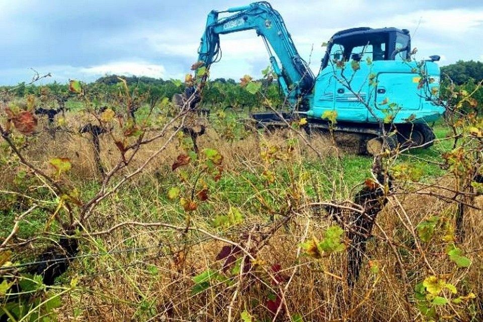 Как проблемы винного рынка становятся структурными: новый взгляд на european wine