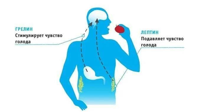 Как работает аппетит