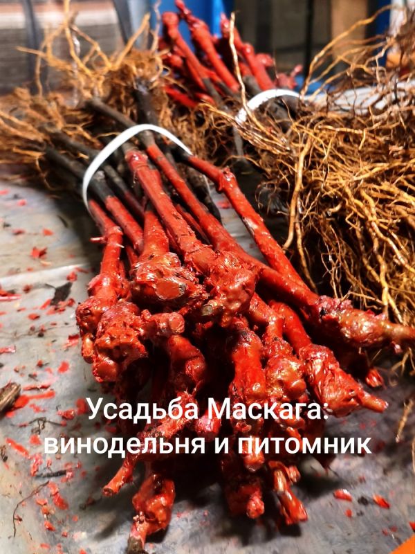 Усадьба Маскага: новые горизонты винного туризма